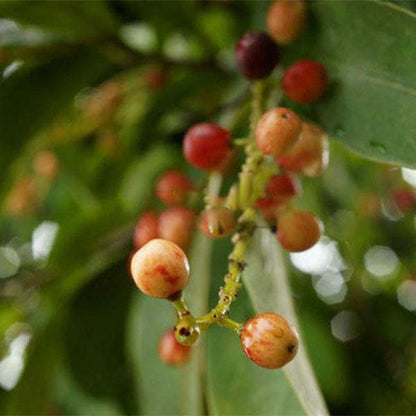 🍒Schisandra-Samen - Jetzt erhältlich! Frische Ernte für Ihren Garten! 🌿