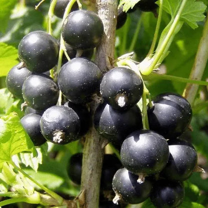 💥SCHWARZE JOHANNISBEERE (RIBES NIGRUM)🎉