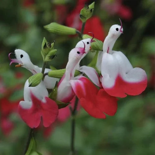 💕Neujahrs-Sonderangebot 🎁Salvia microphylla 'Hot Lips'