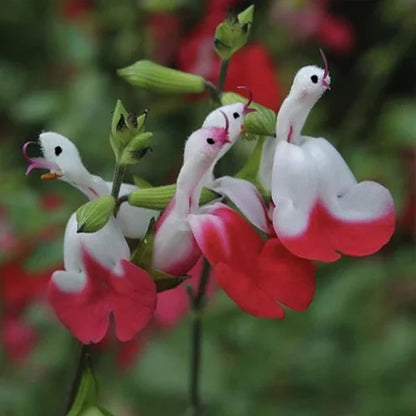 💕Neujahrs-Sonderangebot 🎁Salvia microphylla 'Hot Lips'