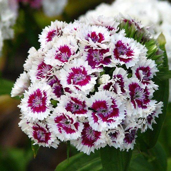 🌈 Das ganze Jahr über blüht es!-Dianthus Barbatus Blume Saatgut