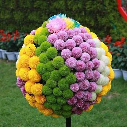 Bunte Tischtennischrysanthemensamen