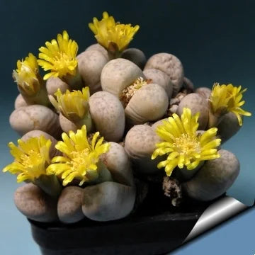 Kreieren Sie Ihren eigenen einzigartigen Garten🌾🌾Organische Lithops-Samen