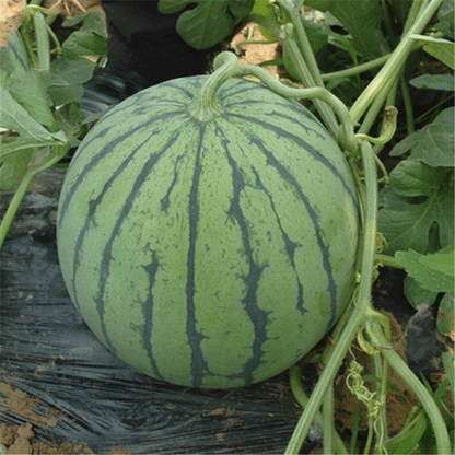 🍉🍉Rotfleischige, dünnhäutige, süße Wassermelone