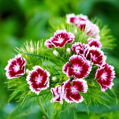 🌈 Das ganze Jahr über blüht es!-Dianthus Barbatus Blume Saatgut