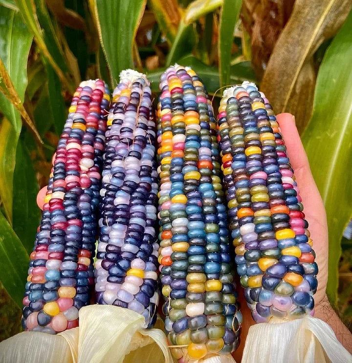 🌽Edelstein-Zuckermaissamen