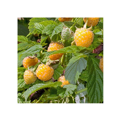 SEHR SELTENE SAMEN Golden Black Raspberry „Goldenberry“ Yellow Black Caps