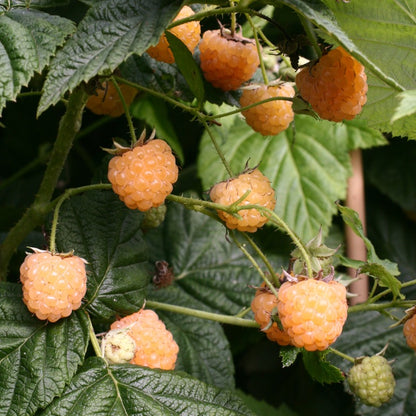 SEHR SELTENE SAMEN Golden Black Raspberry „Goldenberry“ Yellow Black Caps