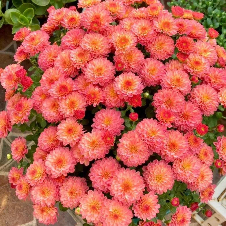 ⏰ Begrenzter Zeitrabatt 🔥Candy-Chrysantheme Samen