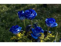 💙🌹 Blaue Zauberin Rose Samen: Verwirklichen Sie Ihren Gartenzauber! 🌱💫