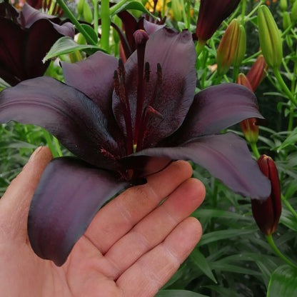 🔥🔥🔥Schwarze Lilienblüten