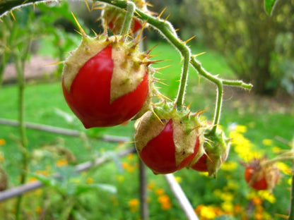 😋SAMEN DER LITCHI-TOMATE AKA MORELLE DE BALBIS (ZERTIFIZIERT BIOLOGISCH)