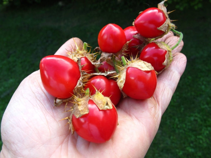 😋SAMEN DER LITCHI-TOMATE AKA MORELLE DE BALBIS (ZERTIFIZIERT BIOLOGISCH)