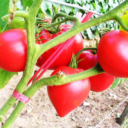 Rote Kuhherz-Tomate