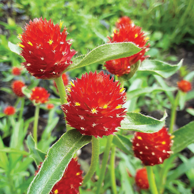 Tausend-Sonnen-Amaranth (Gomphrena haageana 'Strawberry Fields