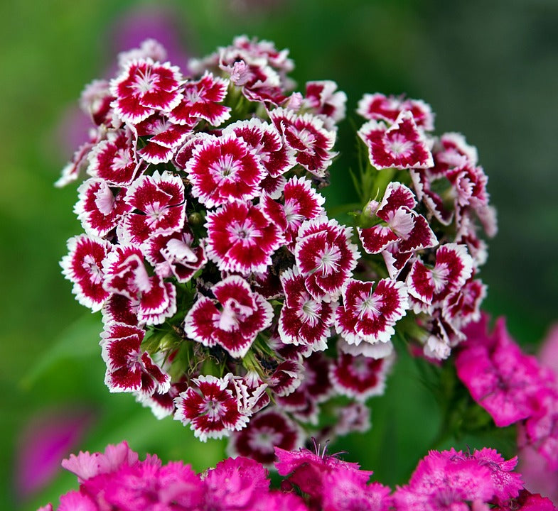 🌈 Das ganze Jahr über blüht es!-Dianthus Barbatus Blume Saatgut