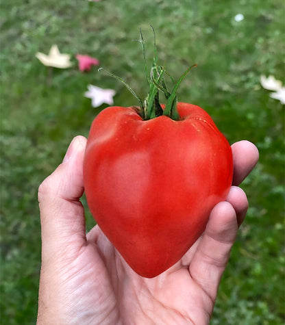 Rote Kuhherz-Tomate